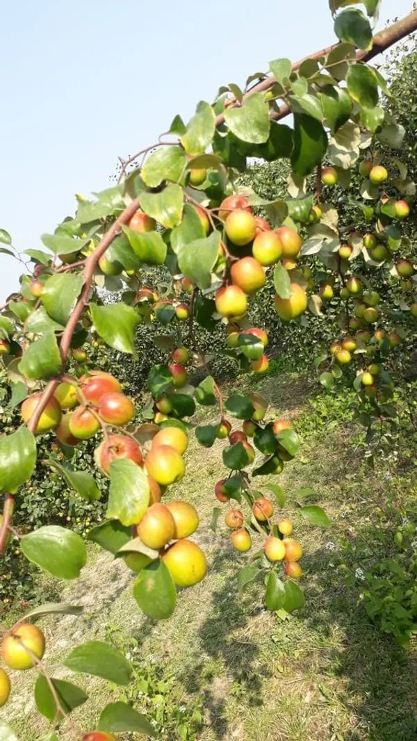Hybrid_Red_Jujube/Ber_Apple_Fruit_Plant_&_Tree_For_Home_Garden,_Pack_Of_1