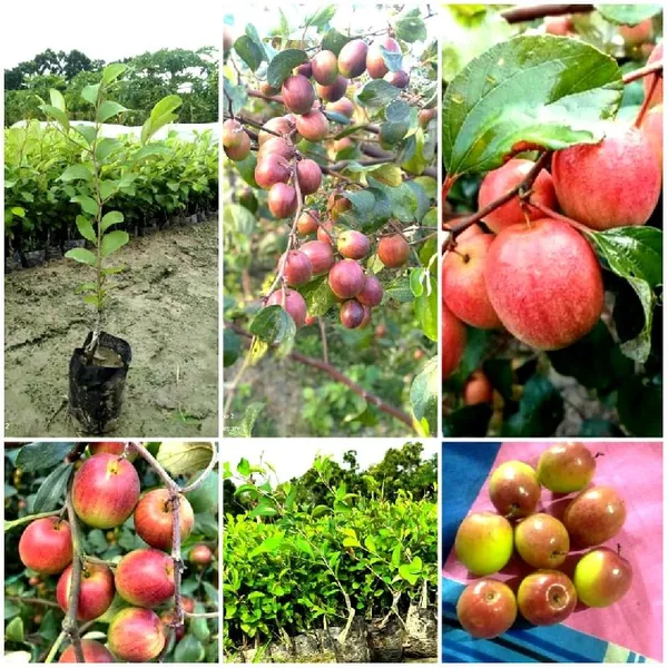 Hybrid_Red_Jujube/Ber_Apple_Fruit_Plant_&_Tree_For_Home_Garden,_Pack_Of_1