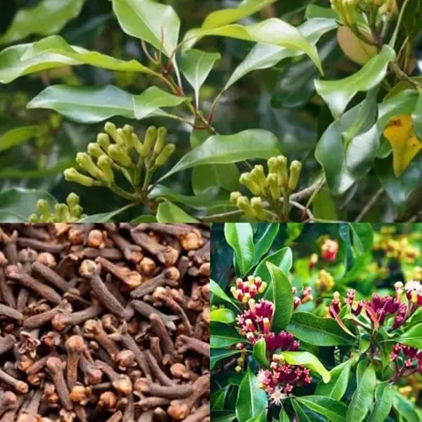Clove_Long_Spices_Plant_&_Tree_(1.5-3.5_Ft_Hight)_For_Home_Gardening_Hybrid_Clove_Plant_Good_For_Health