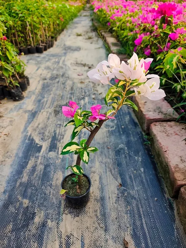 Multicolor_Bougainvillea_Flower_Plant_&_Tree_(1.5-3.5_Ft_Height)_For_Home/Garden_Decor