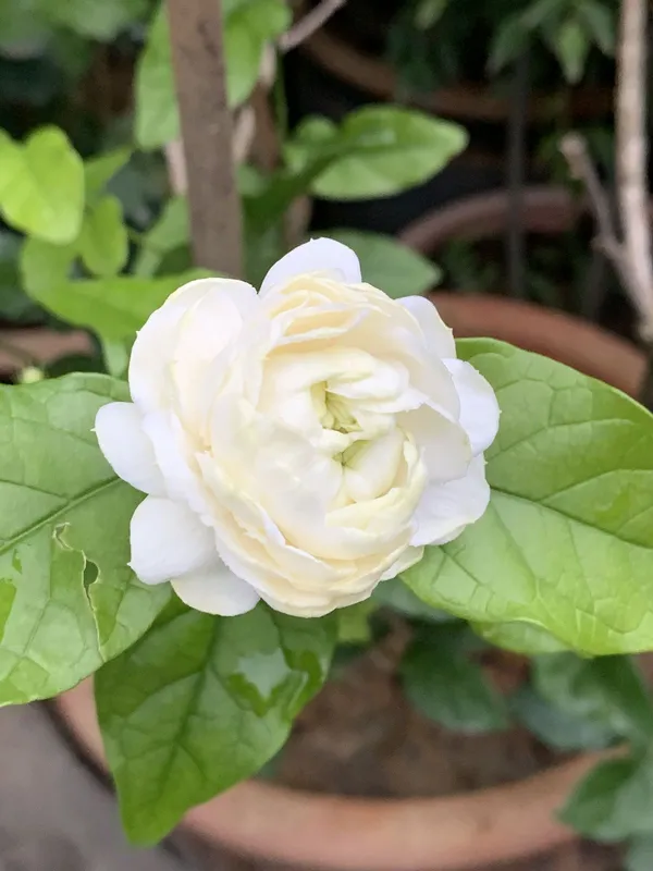 Mogra|Arabian_Jasmine_Flowering_Plant_(1.5-3.5_Ft_Hight)_For_Sweet_Home_Garden_Healthy_Jasmine_Flower_Plant