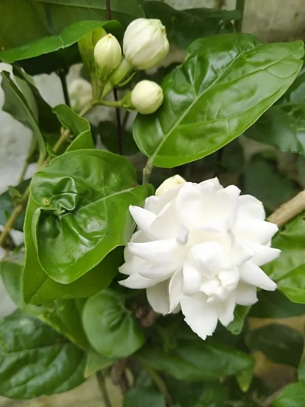 Mogra|Arabian_Jasmine_Flowering_Plant_(1.5-3.5_Ft_Hight)_For_Sweet_Home_Garden_Healthy_Jasmine_Flower_Plant