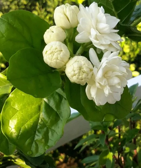 Mogra|Arabian_Jasmine_Flowering_Plant_(1.5-3.5_Ft_Hight)_For_Sweet_Home_Garden_Healthy_Jasmine_Flower_Plant