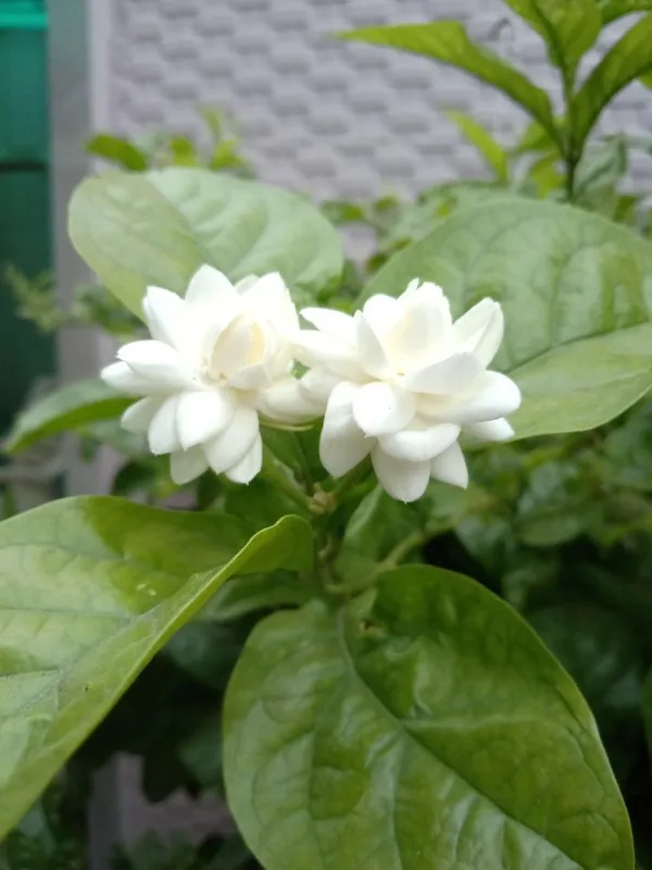 Mogra|Arabian_Jasmine_Flowering_Plant_(1.5-3.5_Ft_Hight)_For_Sweet_Home_Garden_Healthy_Jasmine_Flower_Plant