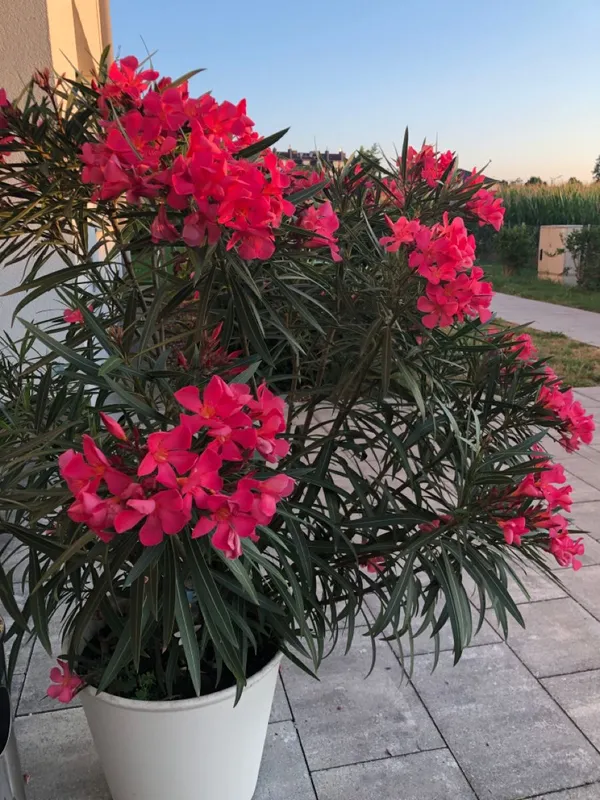 Red_Double_Korobi_Flower_Plant_For_Home_Garden
