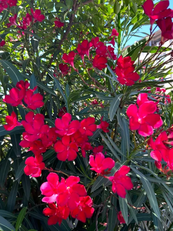 Red_Double_Korobi_Flower_Plant_For_Home_Garden