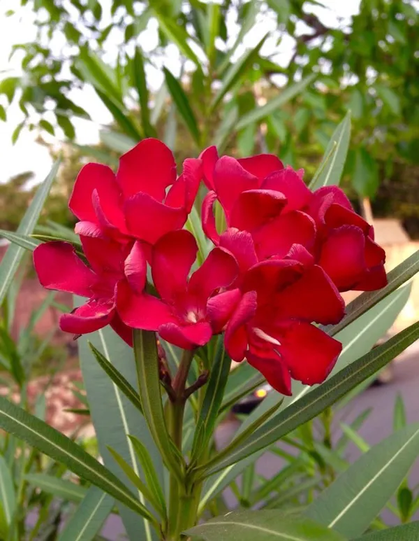 Red_Double_Korobi_Flower_Plant_For_Home_Garden