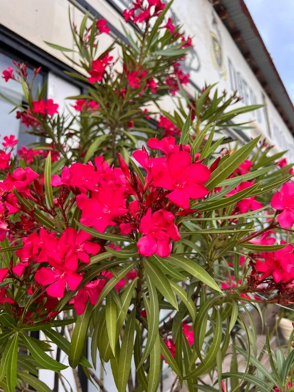 Red_Double_Korobi_Flower_Plant_For_Home_Garden