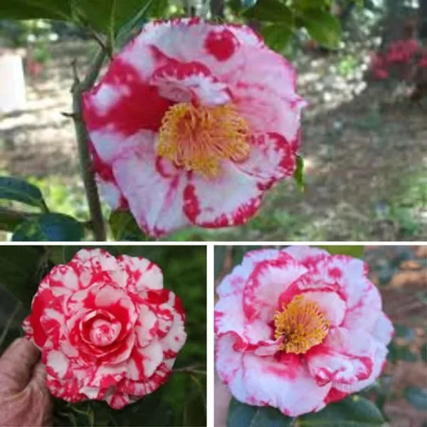 Camellia_Flower_Plant_Rare_Japanese_Varity_Size_1_Ft_To_1.5_F_Tree