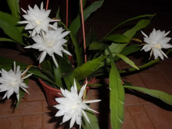 White_Brahma_Kamal_|_Queen_Of_The_Night__Flowering_Plant__Grafted__Flowering_Plant