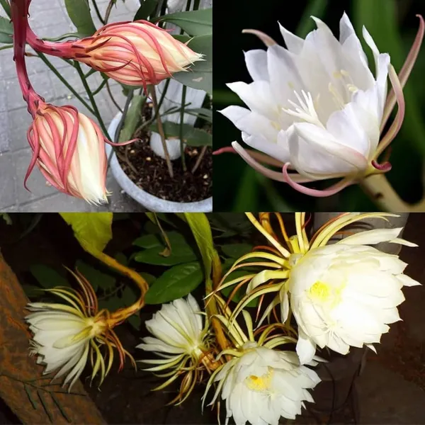 White_Brahma_Kamal_|_Queen_Of_The_Night__Flowering_Plant__Grafted__Flowering_Plant