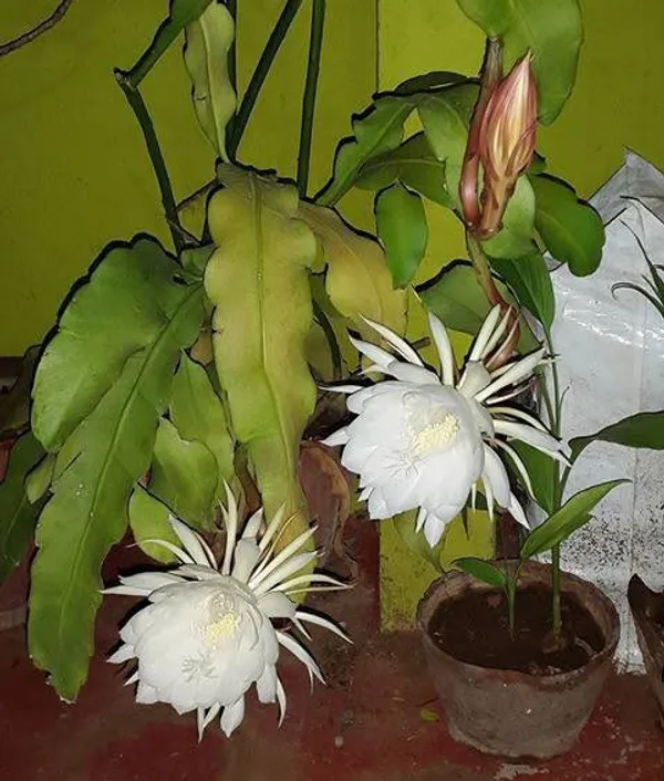 White_Brahma_Kamal_|_Queen_Of_The_Night__Flowering_Plant__Grafted__Flowering_Plant