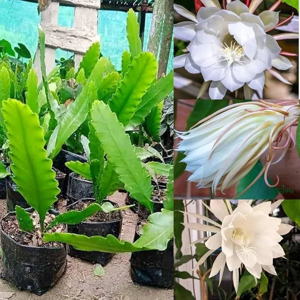 White_Brahma_Kamal_|_Queen_Of_The_Night__Flowering_Plant__Grafted__Flowering_Plant