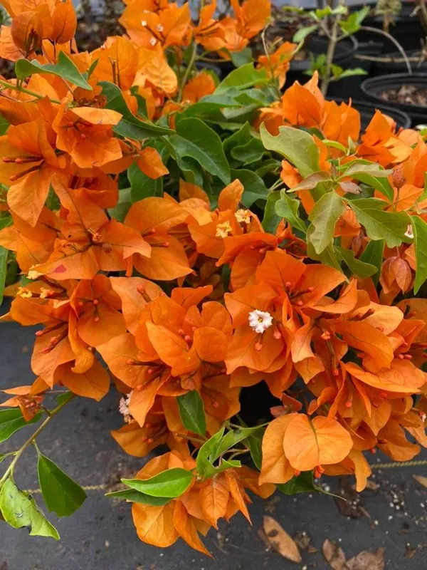 The_Orange_Tanglong_Bougainvillea_Thai_Variety_Flowering_Plant_(1.5-3.5_Ft_Height)_For_Home_Garden,_Pack_Of_1