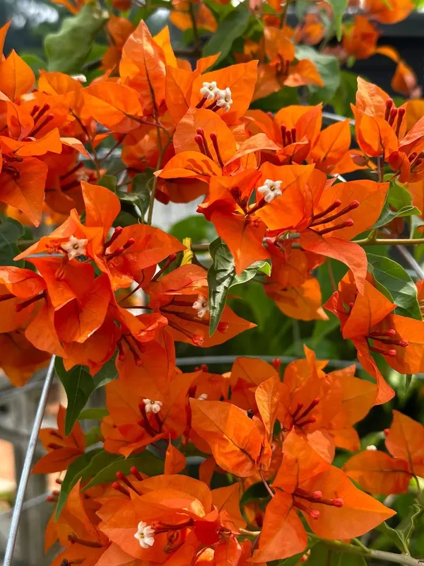 The_Orange_Tanglong_Bougainvillea_Thai_Variety_Flowering_Plant_(1.5-3.5_Ft_Height)_For_Home_Garden,_Pack_Of_1