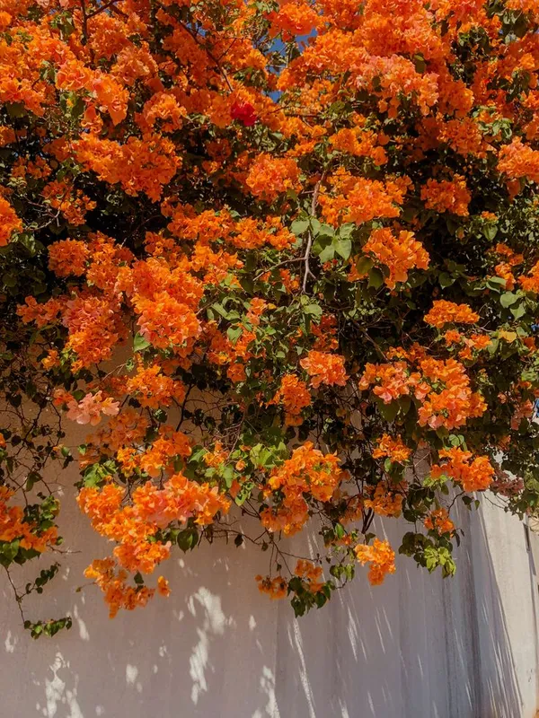 The_Orange_Tanglong_Bougainvillea_Thai_Variety_Flowering_Plant_(1.5-3.5_Ft_Height)_For_Home_Garden,_Pack_Of_1
