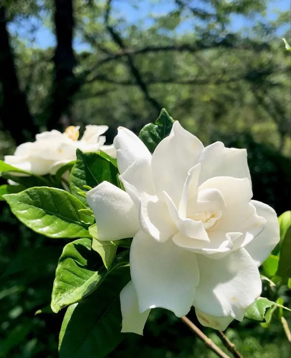White_Gardenia_Plant-_Fragrant_Flowering_Shrub_for_Home_&_Garden_(1.5-3.5_Ft_Height)_Pack_Of_1