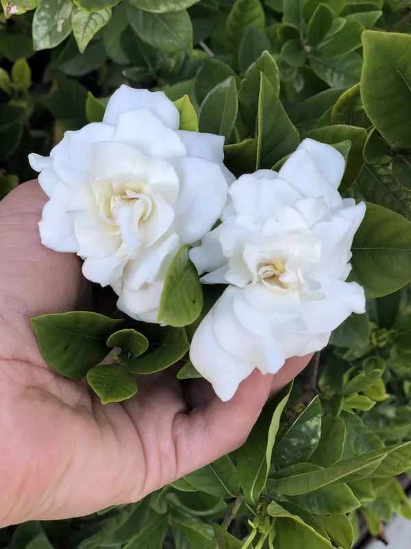 White_Gardenia_Plant-_Fragrant_Flowering_Shrub_for_Home_&_Garden_(1.5-3.5_Ft_Height)_Pack_Of_1