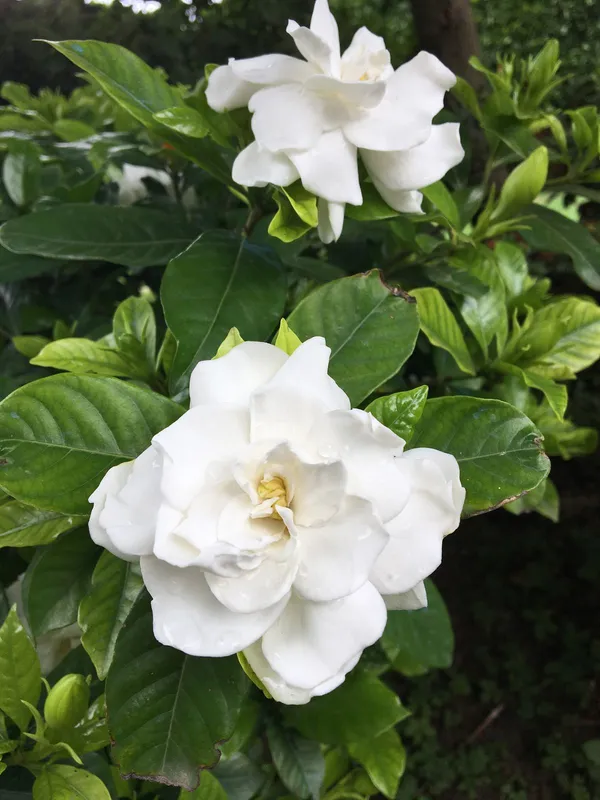 White_Gardenia_Plant-_Fragrant_Flowering_Shrub_for_Home_&_Garden_(1.5-3.5_Ft_Height)_Pack_Of_1