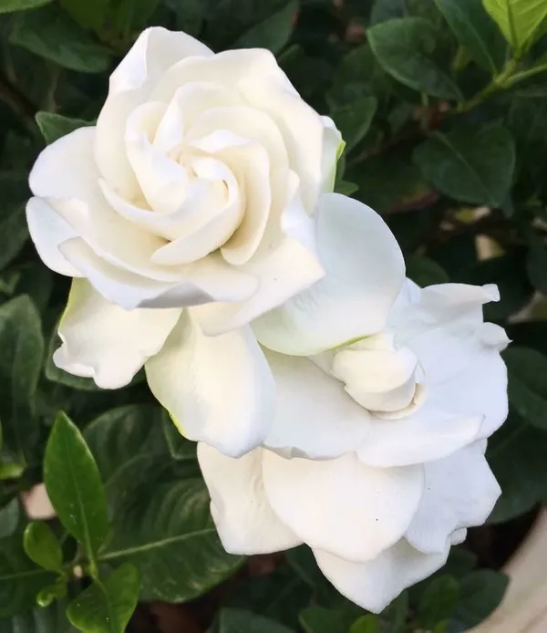 White_Gardenia_Plant-_Fragrant_Flowering_Shrub_for_Home_&_Garden_(1.5-3.5_Ft_Height)_Pack_Of_1