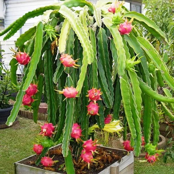 Red_Dragon_Hybrid_Fruit_Plant