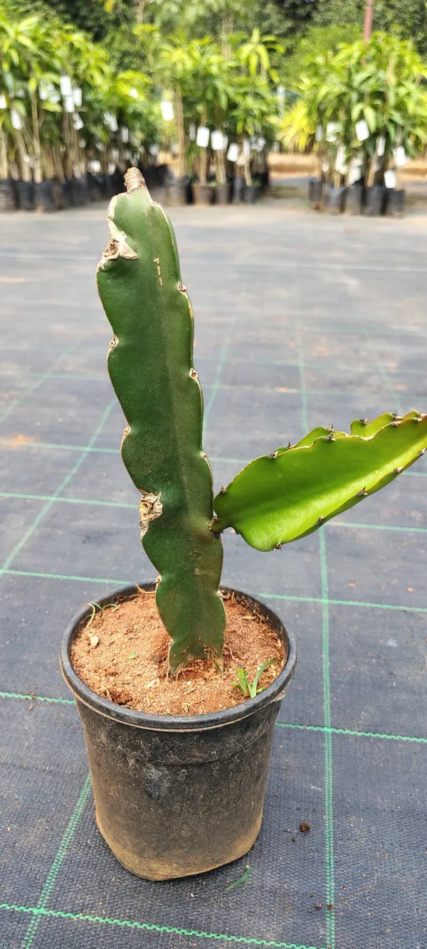 Red_Dragon_Hybrid_Fruit_Plant