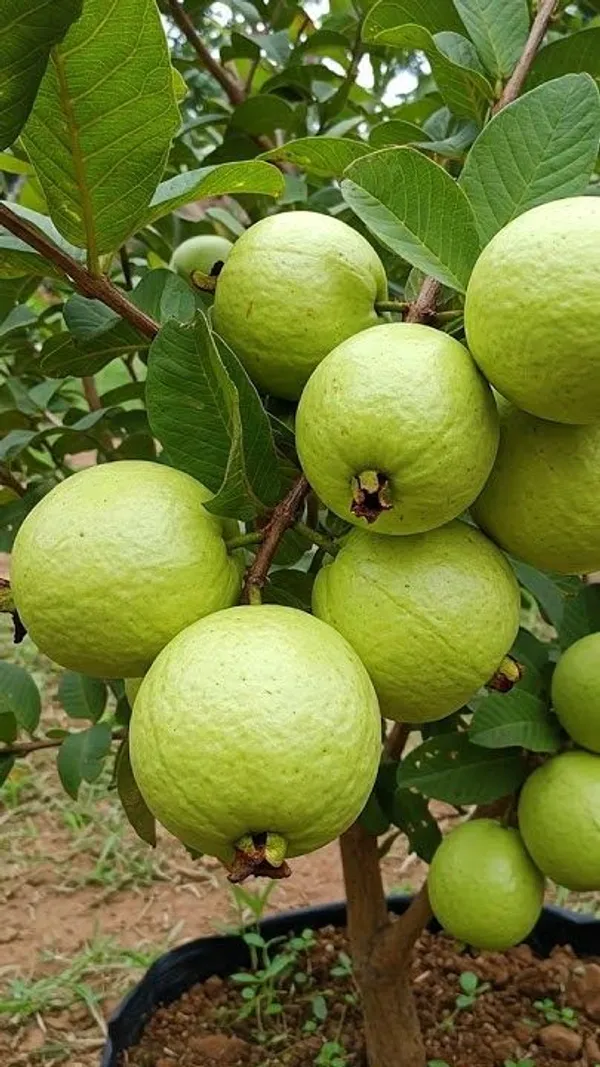 Grafted_weet_Grapes_Guava_Hybrid_Plant