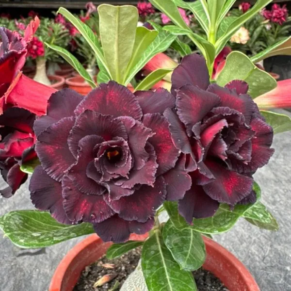 Adenium_Combo_Pack_Of_6_Attractive_Flower_Plants_For_Home_Garden