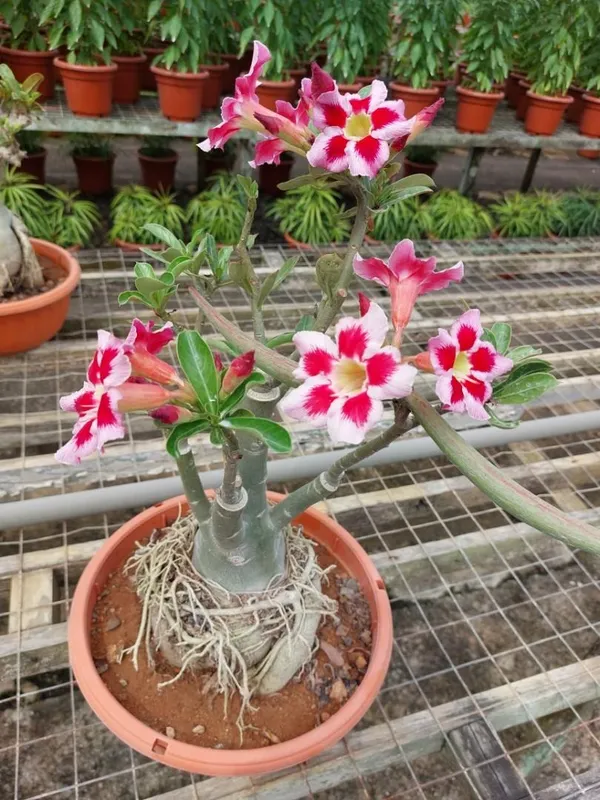 Adenium_Combo_Pack_Of_6_Attractive_Flower_Plants_For_Home_Garden