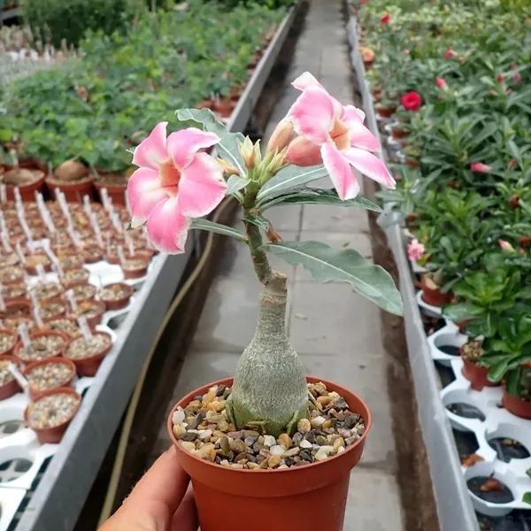 Adenium_Combo_Pack_Of_6_Attractive_Flower_Plants_For_Home_Garden