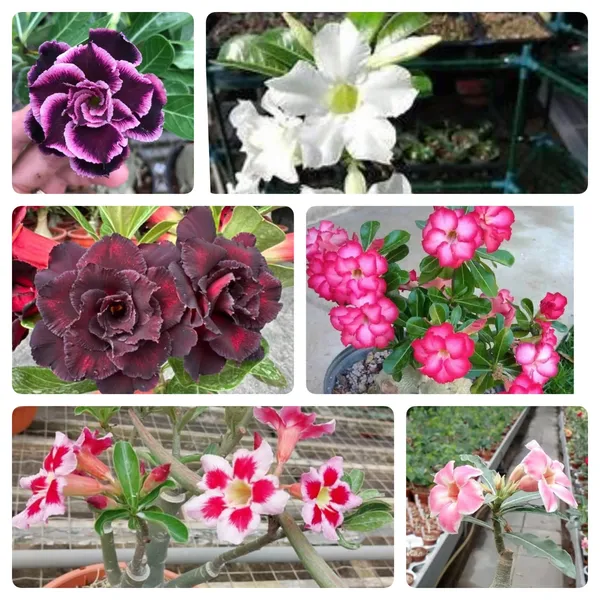 Adenium_Combo_Pack_Of_6_Attractive_Flower_Plants_For_Home_Garden
