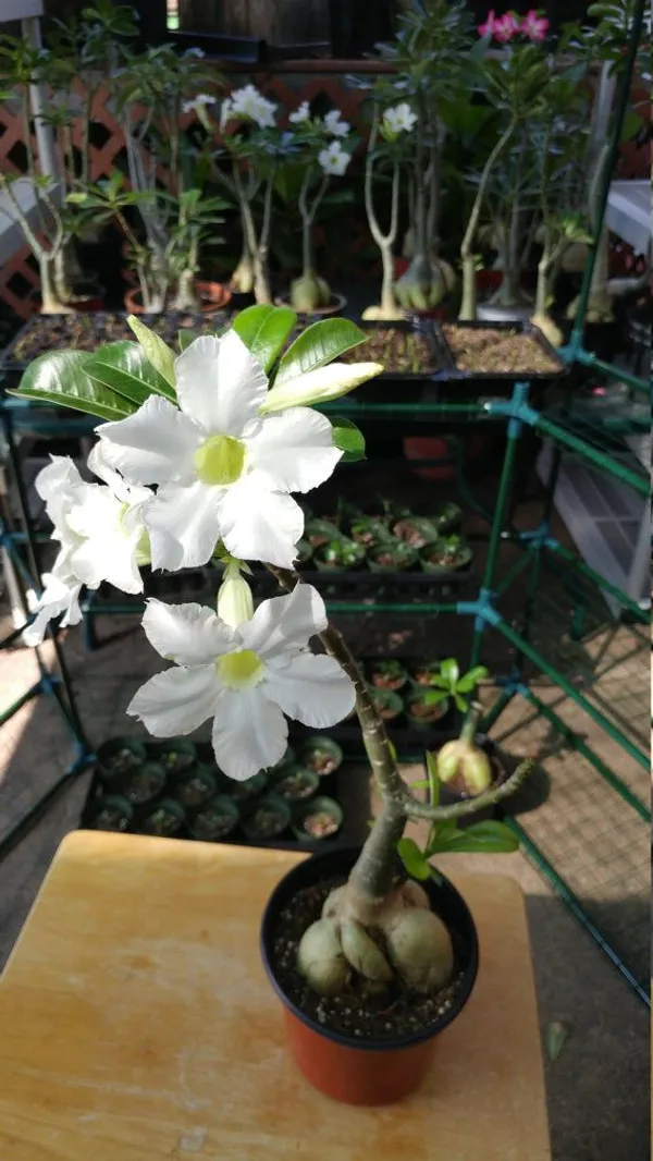 Adenium_Combo_Pack_Of_6_Attractive_Flower_Plants_For_Home_Garden