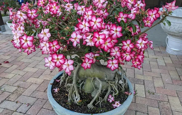 Adenium__Flower_Plant_(Pack_Of_1)_Adenium_Enhance_Your_Garden_Beauty