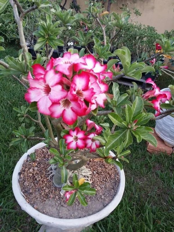 Adenium__Flower_Plant_(Pack_Of_1)_Adenium_Enhance_Your_Garden_Beauty