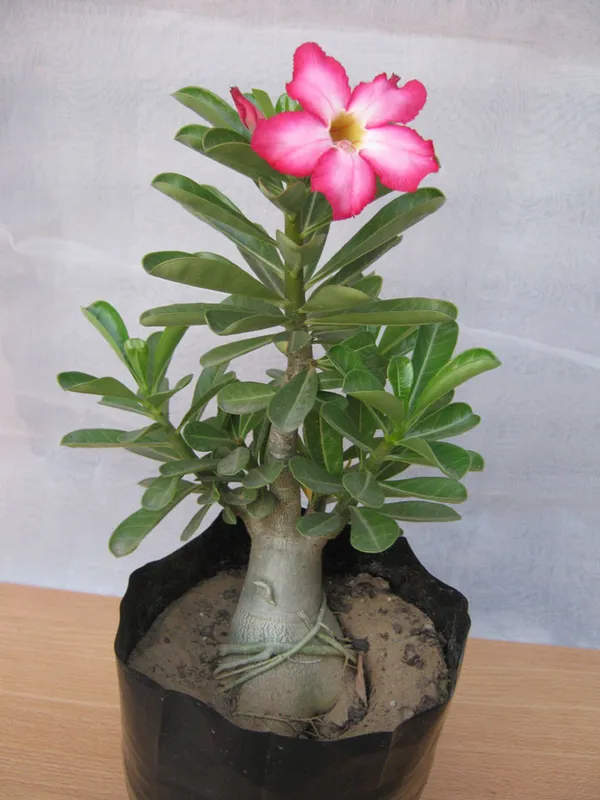 Adenium__Flower_Plant_(Pack_Of_1)_Adenium_Enhance_Your_Garden_Beauty