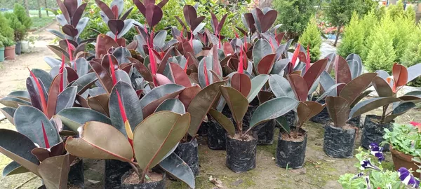 Air_Purifying_Rubber_Indoor_Plant/House_Plant_(Pack_Of_1)