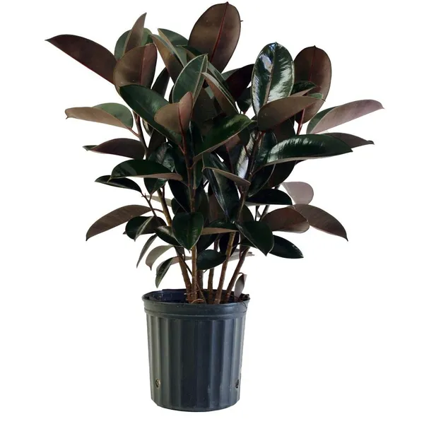 Air_Purifying_Rubber_Indoor_Plant/House_Plant_(Pack_Of_1)