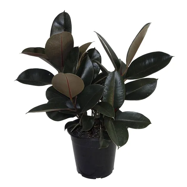 Air_Purifying_Rubber_Indoor_Plant/House_Plant_(Pack_Of_1)