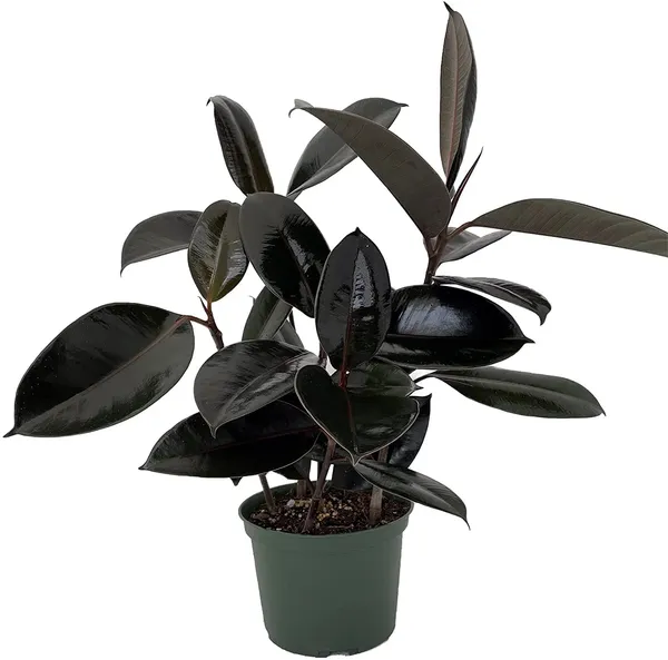 Air_Purifying_Rubber_Indoor_Plant/House_Plant_(Pack_Of_1)