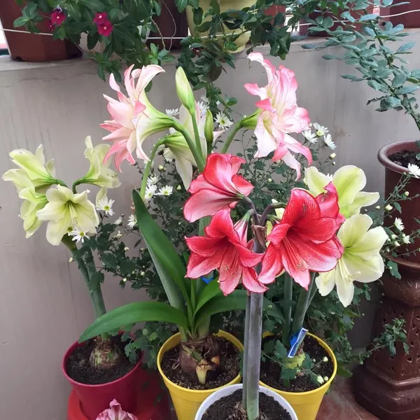 Amaryllis_Flowering_Bulbs_(Pack_Of_3)_For_Home_Garden