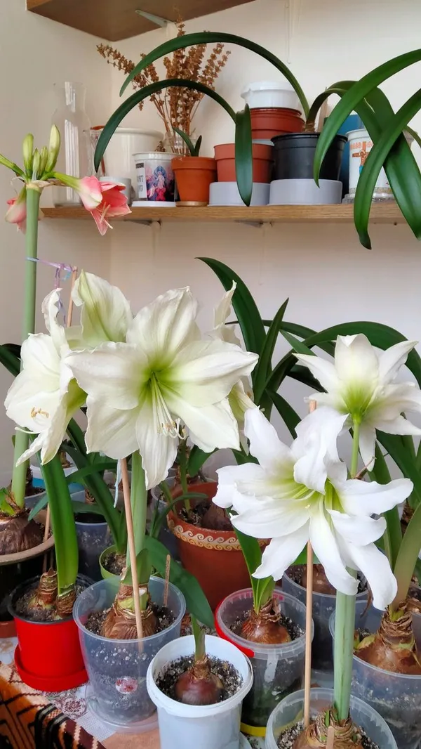 Amaryllis_Flowering_Bulbs_(Pack_Of_3)_For_Home_Garden
