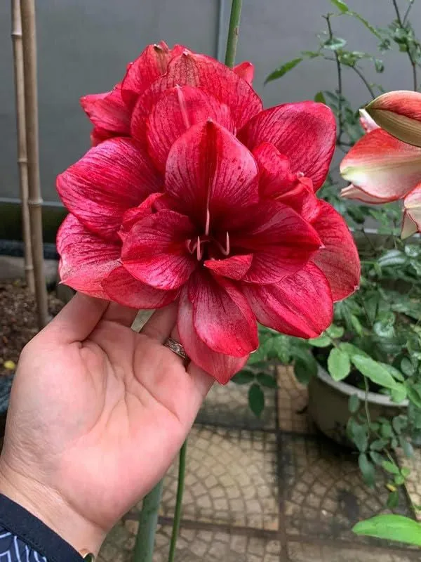 Amaryllis_Flowering_Bulbs_(Pack_Of_3)_For_Home_Garden