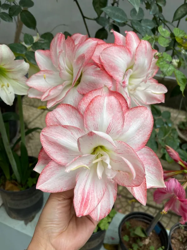 Amaryllis_Flowering_Bulbs_(Pack_Of_3)_For_Home_Garden