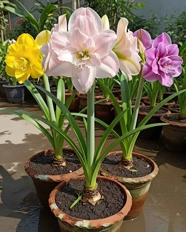Amaryllis/Hippeastrum_Imported_Flower_Bulbs_Pack_Of_3_Bulbs