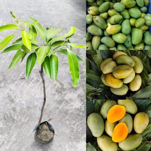 Amrapali_Delicious_Mango_Plant_&_Tree_For_Garden_(1.5-3.5_Ft_Height)_Pack_Of_1
