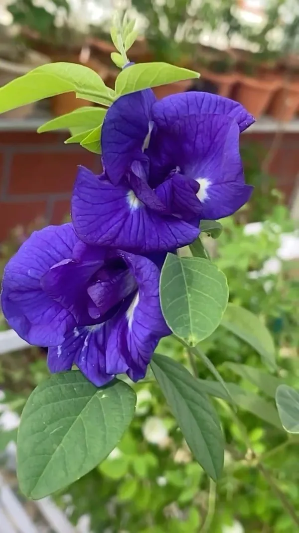 Aparajita_Blue_Climber_Flower_Plant_&_Tree_Easy_To_Care_Butterfly_Pea_Double_Petal_Flower_Plant,_Pack_Of_1