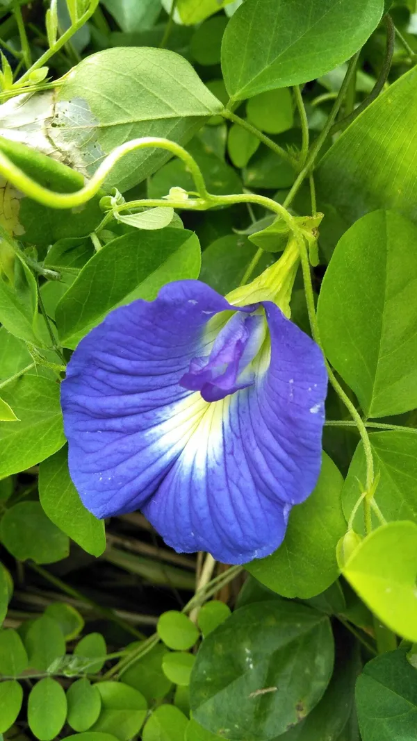 Aparajita_(Butterfly_Pea)_Flower_Plant_–_Blue_Climbing_Vine_for_Garden_&_Balcony