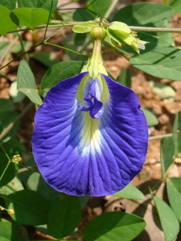 Aparajita_(Butterfly_Pea)_Flower_Plant_–_Blue_Climbing_Vine_for_Garden_&_Balcony