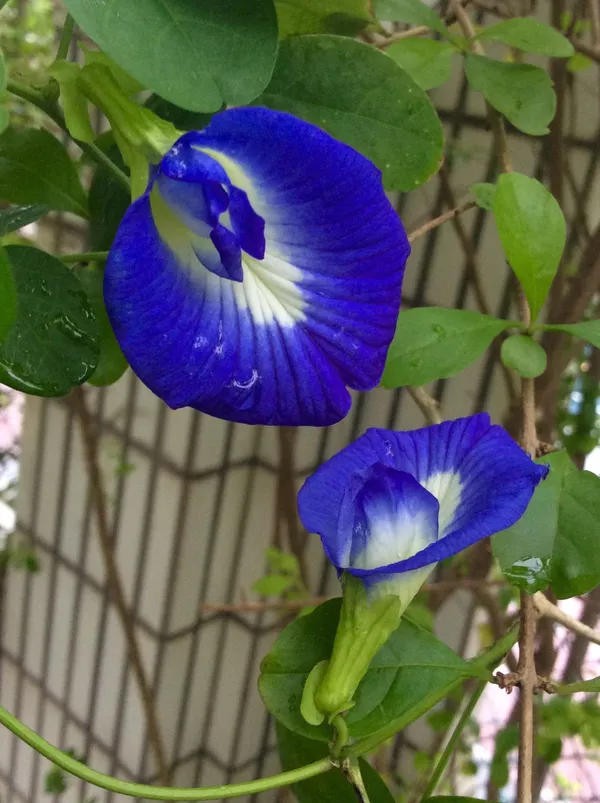 Aparajita_(Butterfly_Pea)_Flower_Plant_–_Blue_Climbing_Vine_for_Garden_&_Balcony