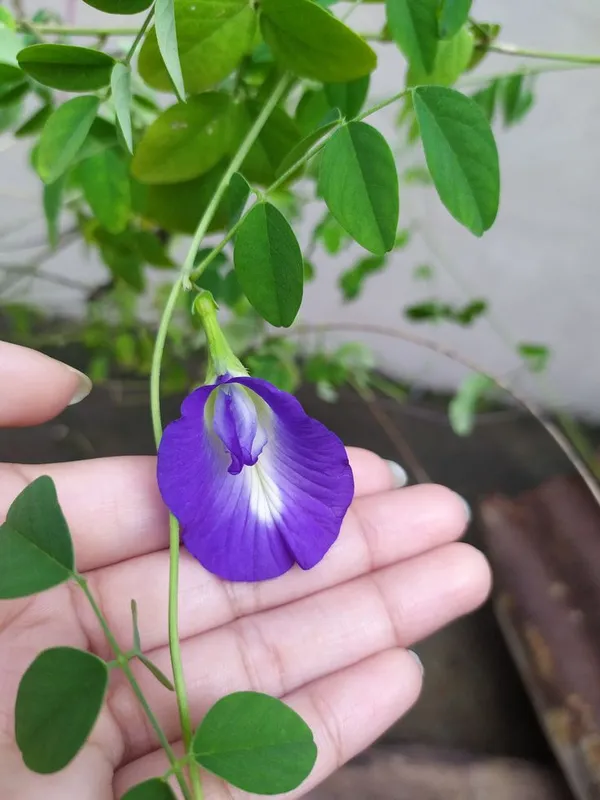 Aparajita_(Butterfly_Pea)_Flower_Plant_–_Blue_Climbing_Vine_for_Garden_&_Balcony